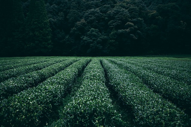 Japonská čajová plantáž.